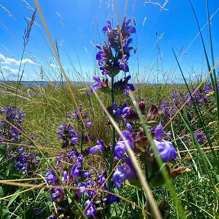 Βίλα Cvita Povljana