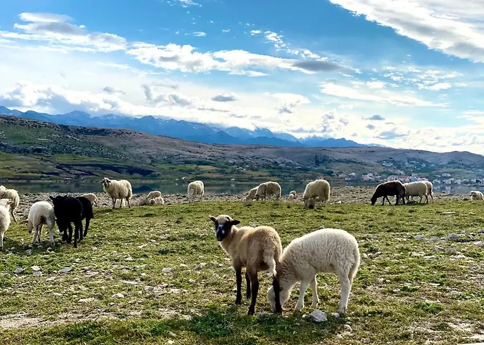 Villa Cvita Povljana