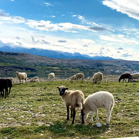 Villa Cvita Povljana