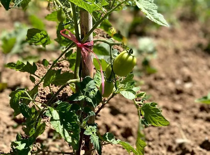 Willa Cvita Povljana