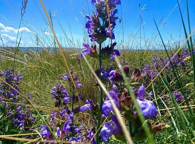 Willa Cvita Povljana